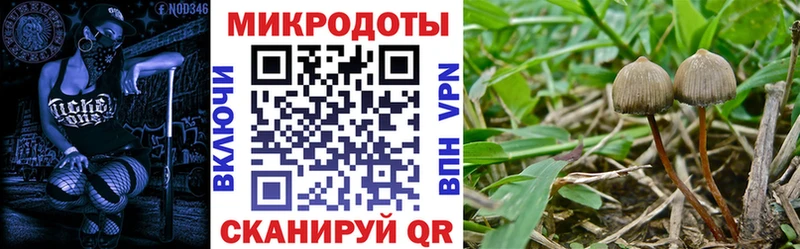 Галлюциногенные грибы Psilocybe где найти наркотики Сургут